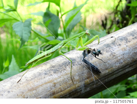 カマキリ、トンボを喰う カマキリ、トンボを喰う 117505761