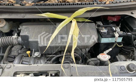 自動車のエンジンルームから草 自動車のエンジンルームから草 117505795