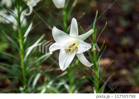 台湾百合とも言われるタカサゴユリは帰化植物【ユリ科】 台湾百合とも言われるタカサゴユリは帰化植物【ユリ科】 117505798