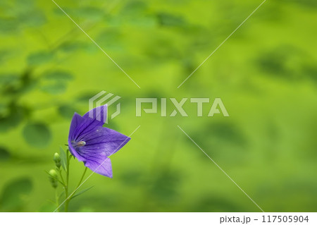一輪の桔梗の花 117505904