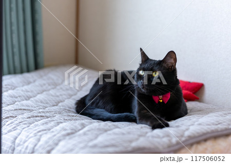 お座りしている黒猫 お座りしている黒猫 117506052