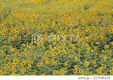 満開のひまわり畑 117506228