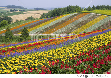 丘の上の花畑 117506647