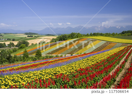 夏彩大地 117506654