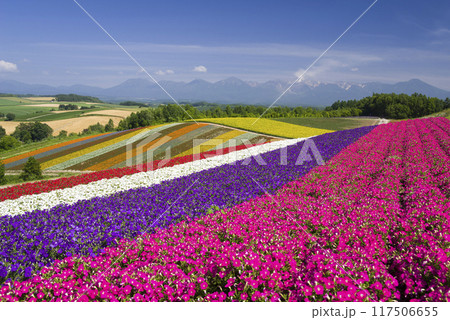 彩り美しく 117506655