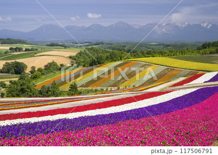 丘一面に咲く夏花 117506791