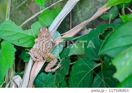 都幾川の川辺の草むらに生息するツチガエルの生態写真 都幾川の川辺の草むらに生息するツチガエルの生態写真 117506863