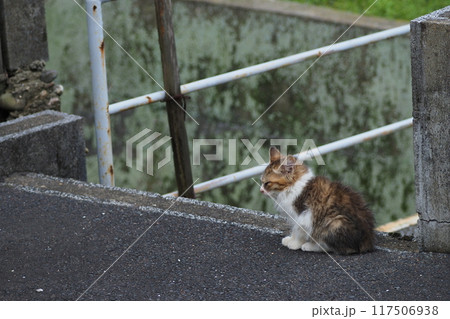 見つめる子猫 見つめる子猫 117506938
