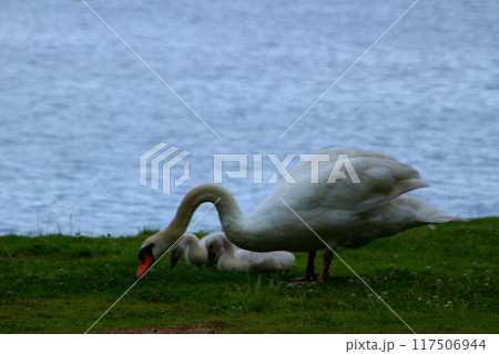 湖畔で春を過ごす白鳥の親子 117506944