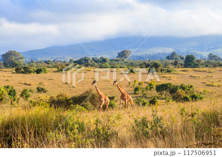 Pair of giraffes walking in Ngorongoro Conservation Area in Tanzania. Wildlife of Africa 117506951
