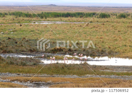 Lesser flamingo (Phoeniconaias minor) in Ngorongoro crater national park in Tanzania. Wildlife of Africa Lesser flamingo (Phoeniconaias minor) in Ngorongoro crater national park in Tanzania. Wildlife of Africa 117506952