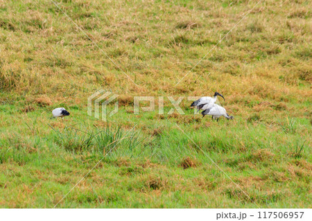 African sacred ibises (Threskiornis aethiopicus) in Ngorongoro crater national park, Tanzania African sacred ibises (Threskiornis aethiopicus) in Ngorongoro crater national park, Tanzania 117506957