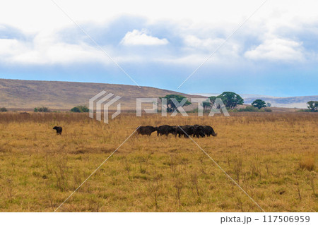 Herd of African buffalo or Cape buffalo (Syncerus caffer) in Ngorongoro Crater National Park in Tanzania. Wildlife of Africa 117506959