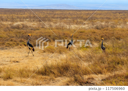 Grey crowned cranes (Balearica Regulorum) in Ngorongoro crater national park, Tanzania. Wildlife of Africa Grey crowned cranes (Balearica Regulorum) in Ngorongoro crater national park, Tanzania. Wildlife of Africa 117506960