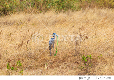 Black-headed heron (Ardea melanocephala) eating eastern green mamba (Dendroaspis angusticeps) snake in dry grass in Ngorongoro Crater National Park, Tanzania Black-headed heron (Ardea melanocephala) eating eastern green mamba (Dendroaspis angusticeps) snake in dry grass in Ngorongoro Crater National Park, Tanzania 117506966