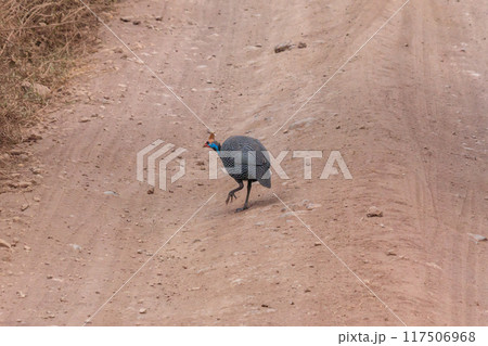 Helmeted guineafowl (Numida meleagris) walking on dirt road, Tanzania Helmeted guineafowl (Numida meleagris) walking on dirt road, Tanzania 117506968