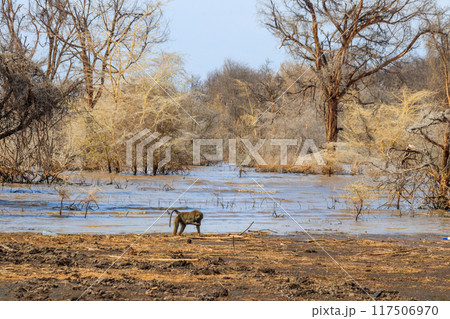 Olive baboon (Papio anubis), also called the Anubis baboon, by water in Lake Manyara National Park in Tanzania 117506970