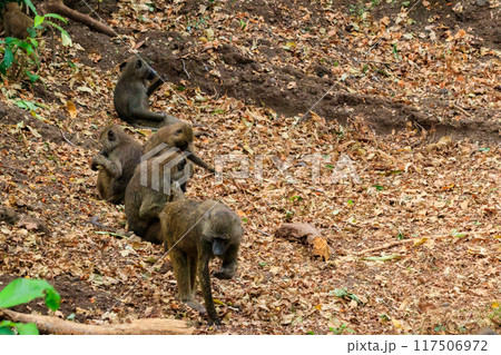 Group of olive baboons (Papio anubis), also called the Anubis baboons, in Lake Manyara National Park in Tanzania 117506972