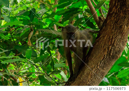 Olive baboon (Papio anubis), also called the Anubis baboon, on a tree in Lake Manyara National Park in Tanzania 117506973