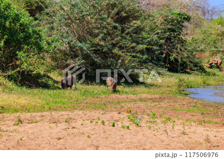 Common warthogs (Phacochoerus africanus) in Ngorongoro Crater National Park in Tanzania. Wildlife of Africa 117506976
