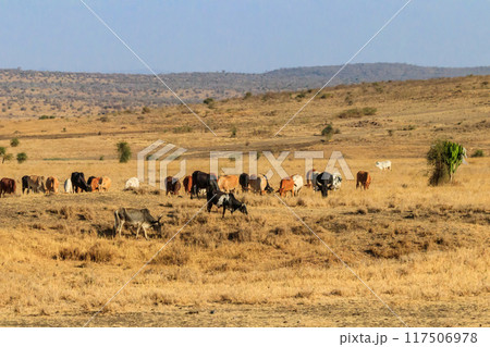 Herd of zebu cattles on a pasture in Tanzania Herd of zebu cattles on a pasture in Tanzania 117506978