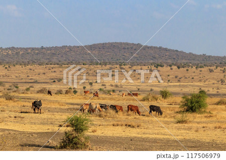 Herd of zebu cattles on a pasture in Tanzania Herd of zebu cattles on a pasture in Tanzania 117506979