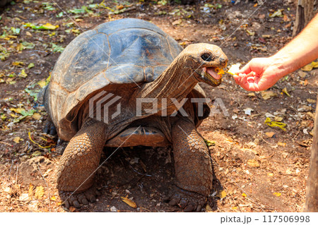 Person hand feeding aldabra giant tortoise on Prison island, Zanzibar in Tanzania 117506998