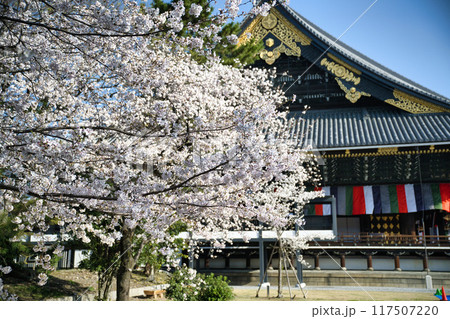 桜と東本願寺2023年 春 桜と東本願寺2023年 春 117507220