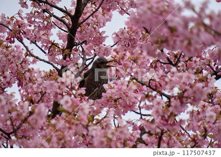 満開の桜の蜜を吸うヒヨドリ 満開の桜の蜜を吸うヒヨドリ 117507437