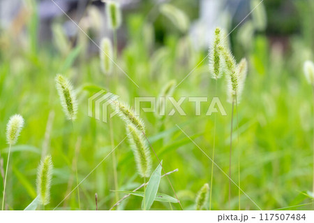 群生するネコジャラシ 群生するネコジャラシ 117507484