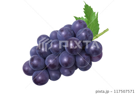 巨峰 イラスト リアル ぶどう 117507571