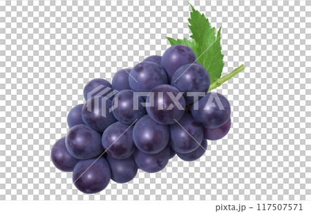 巨峰 イラスト リアル ぶどう 117507571
