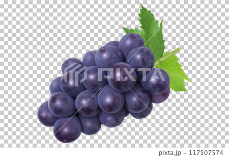 巨峰插畫真實葡萄 巨峰插畫真實葡萄 117507574