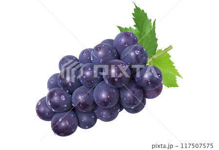 巨峰 イラスト リアル ぶどう 117507575