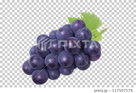 巨峰のイラスト リアル ぶどう 117507578