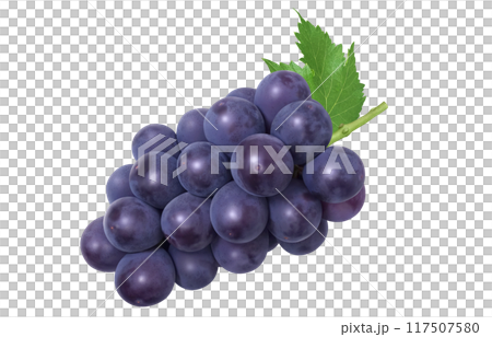 巨峰 イラスト リアル ぶどう 117507580