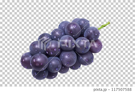 巨峰插畫真實葡萄 117507588