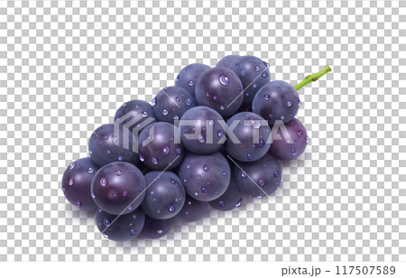 Kyoho illustration realistic grapes Kyoho illustration realistic grapes 117507589