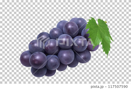 Kyoho illustration realistic grapes Kyoho illustration realistic grapes 117507590