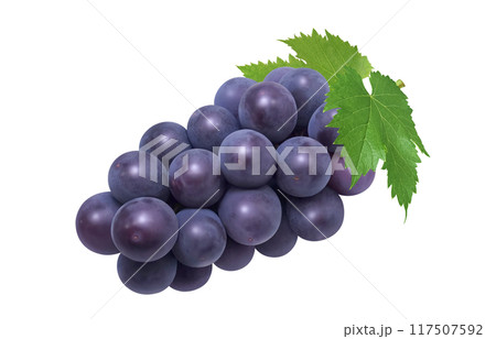 巨峰のイラスト リアル ぶどう 巨峰のイラスト リアル ぶどう 117507592