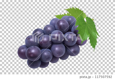 巨峰插畫真實葡萄 117507592