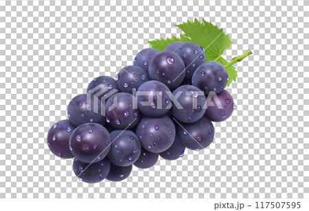 巨峰插畫真實葡萄 117507595