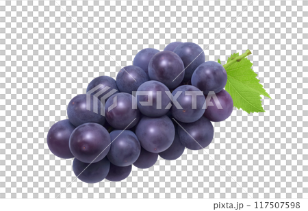 巨峰插畫真實葡萄 117507598