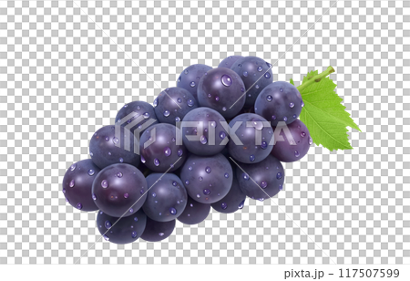 巨峰插畫真實葡萄 117507599