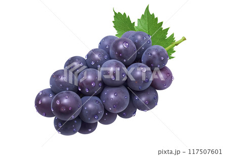 巨峰 イラスト リアル ぶどう 巨峰 イラスト リアル ぶどう 117507601
