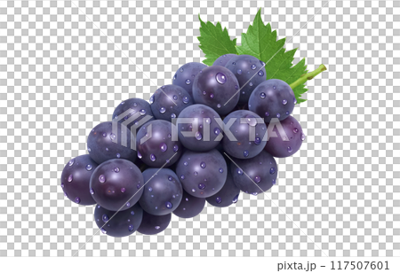 巨峰插畫真實葡萄 117507601