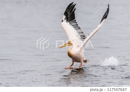 Pelican in Walvis Bay Pelican in Walvis Bay 117507687
