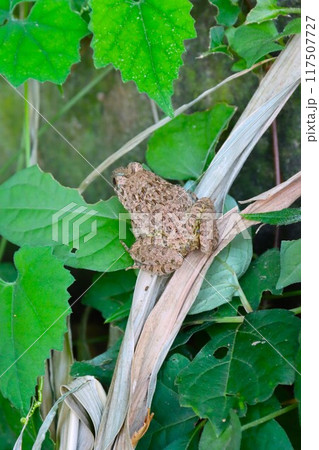 都幾川の水辺の草むらに生息するツチガエルの生態写真 117507727