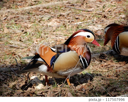 オシドリ オシドリ 117507996