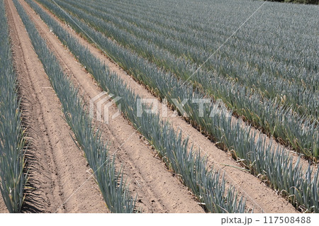 ネギ畑 117508488